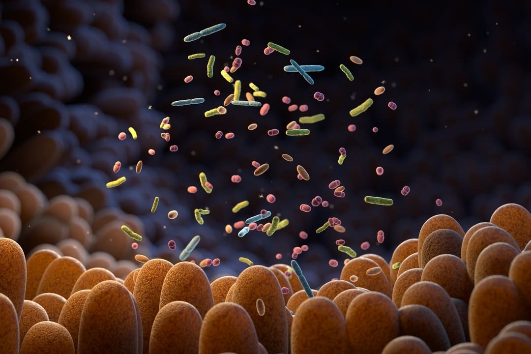 Intestinal bacteria microbiome
