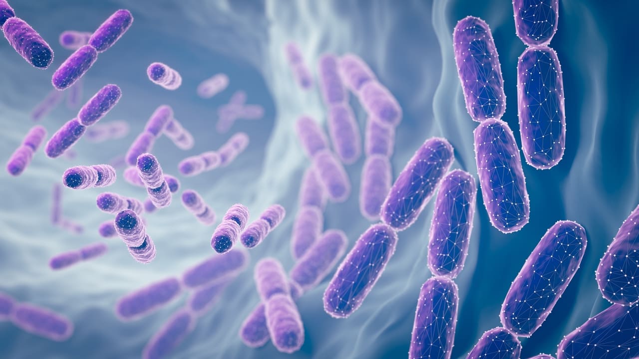 Microscopic probiotics bacteria