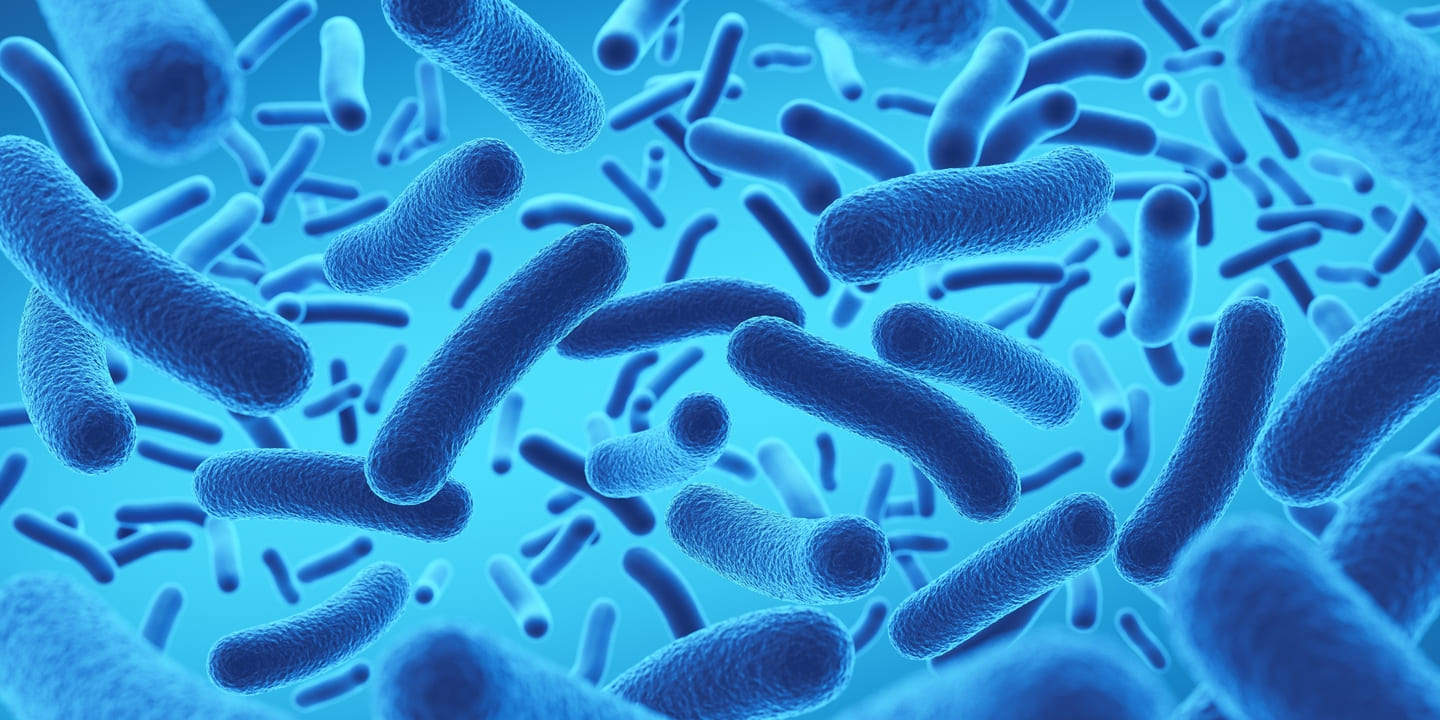 Lactobacillus bacteria probiotic